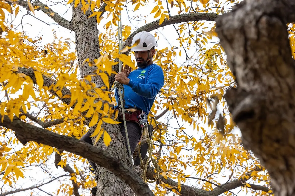 Skilled Tree Planing crew working in Marina Del Rey